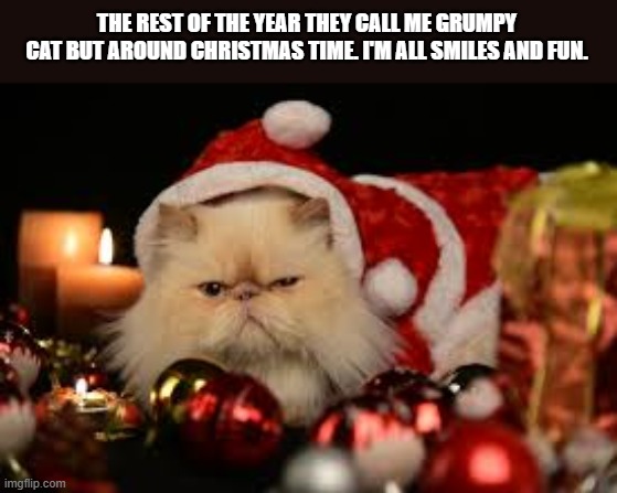 Grumpy cat says he's all fun and smiles around Christmas time. | THE REST OF THE YEAR THEY CALL ME GRUMPY CAT BUT AROUND CHRISTMAS TIME. I'M ALL SMILES AND FUN. | image tagged in cat,kitten,humor,funny,christmas,grumpy cat | made w/ Imgflip meme maker