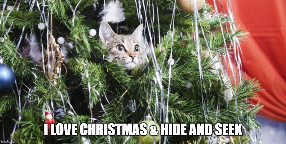 Cat loves Christmas and Hide & Seek. | I LOVE CHRISTMAS & HIDE AND SEEK | image tagged in cat,kittens,funny,humor,christmas,christmas tree | made w/ Imgflip meme maker