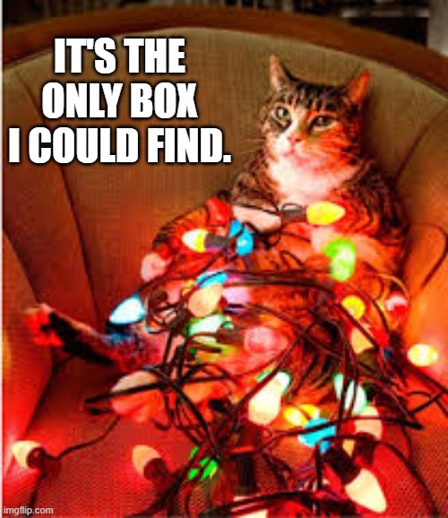 Cat uses only box she can find around Christmas time.   ---   funny   --- | IT'S THE ONLY BOX I COULD FIND. | image tagged in cat,kittens,funny,humor,christmas,box | made w/ Imgflip meme maker