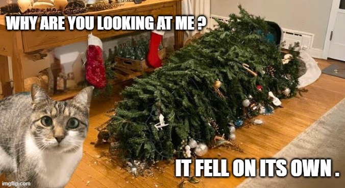 Cat says that the Christmas tree fell down all by itself | WHY ARE YOU LOOKING AT ME ? IT FELL ON ITS OWN . | image tagged in cat,kittens,funny,humor,christmas,christmas tree | made w/ Imgflip meme maker