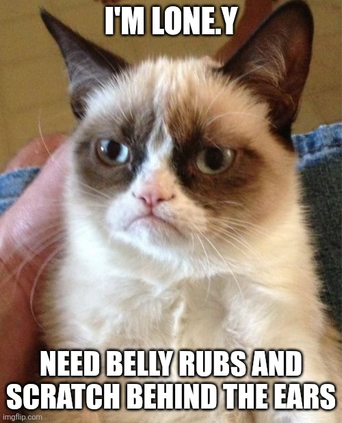 Requesting Snuggles | I'M LONE.Y; NEED BELLY RUBS AND SCRATCH BEHIND THE EARS | image tagged in grumpy cat,scared cat,i should buy a boat cat,cute cat | made w/ Imgflip meme maker
