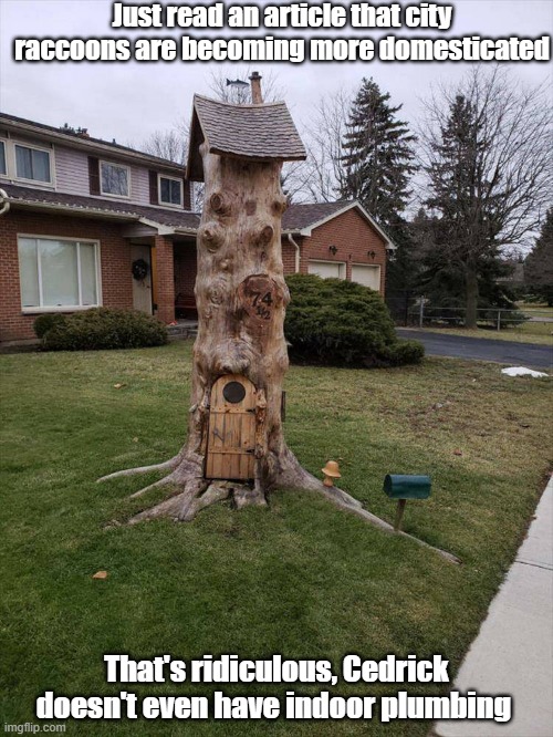 Domesticated Raccoon | Just read an article that city raccoons are becoming more domesticated; That's ridiculous, Cedrick doesn't even have indoor plumbing | image tagged in raccoon,living the dream,home,potty humor | made w/ Imgflip meme maker