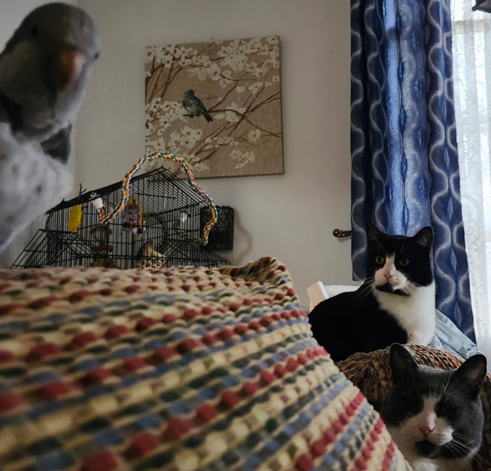 bird power Blank Meme Template