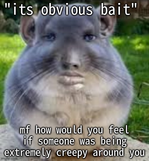 Disappointed Chinchilla | "its obvious bait"; mf how would you feel if someone was being extremely creepy around you | image tagged in disappointed chinchilla | made w/ Imgflip meme maker
