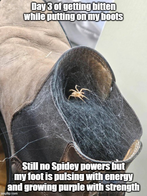 Spider Bite | Day 3 of getting bitten while putting on my boots; Still no Spidey powers but my foot is pulsing with energy and growing purple with strength | image tagged in spiderman,super hero,bite,gonna lose a foot | made w/ Imgflip meme maker
