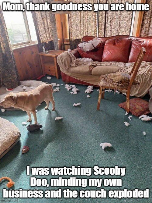 Exploding Couch | Mom, thank goodness you are home; I was watching Scooby Doo, minding my own business and the couch exploded | image tagged in doggo,story,destruction,you'll never believe what happened | made w/ Imgflip meme maker