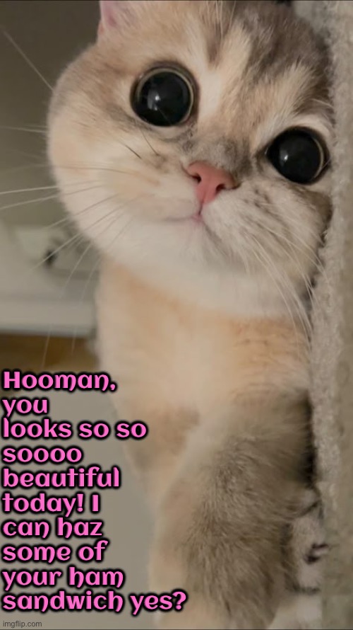 Cute And Fake Turd Cat | Hooman, you looks so so soooo beautiful today! I can haz some of your ham sandwich yes? | image tagged in cats,funny cats,cute cats,manipulation,gimme,ham | made w/ Imgflip meme maker