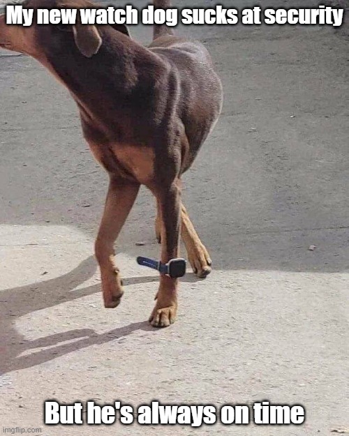 Watch Dog | My new watch dog sucks at security; But he's always on time | image tagged in dog,safety,on time,ruff day | made w/ Imgflip meme maker