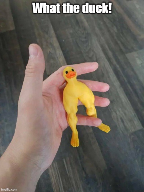 What The Duck | What the duck! | image tagged in wtf,wtd,duck | made w/ Imgflip meme maker