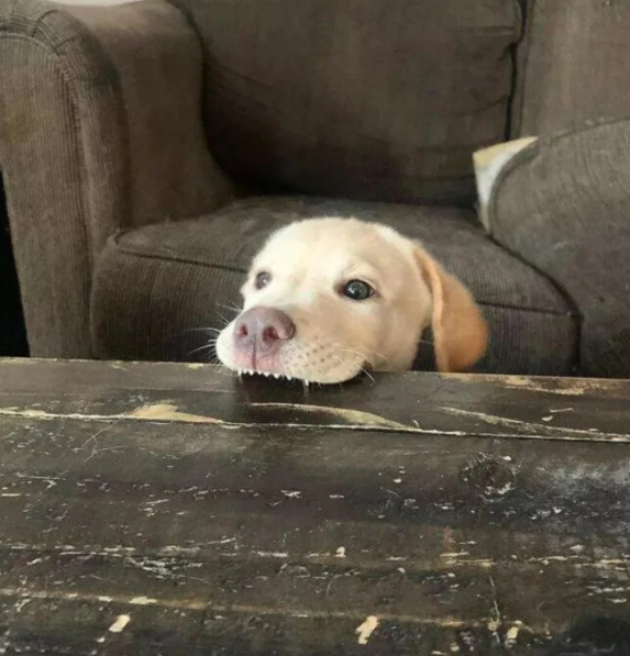 Puppy Bite Blank Meme Template