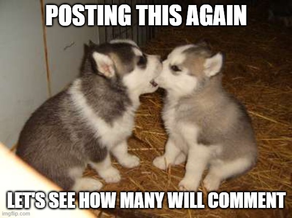 !I did this once, and I'll do it again - but leave the puppy love part discussion on the side, please | POSTING THIS AGAIN; LET'S SEE HOW MANY WILL COMMENT | image tagged in memes,cute puppies | made w/ Imgflip meme maker