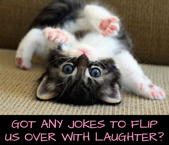 Kitten | GOT ANY JOKES TO FLIP US OVER WITH LAUGHTER? | image tagged in kitten | made w/ Imgflip meme maker
