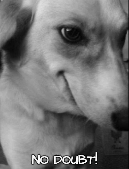 Dog | NO DOUBT! | image tagged in dog | made w/ Imgflip meme maker
