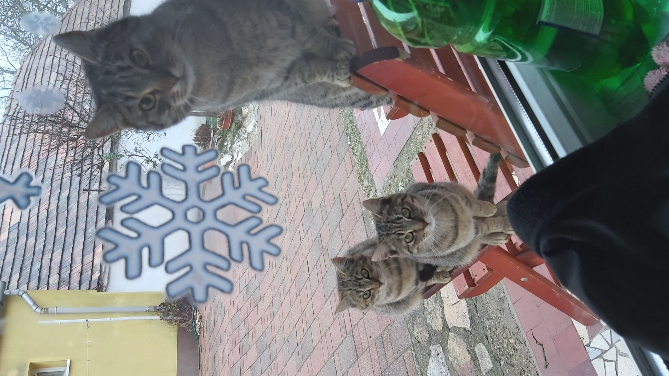 Cats Blank Meme Template