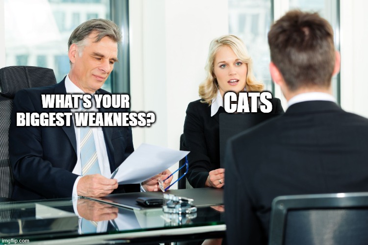 why so cute | CATS; WHAT'S YOUR BIGGEST WEAKNESS? | image tagged in job interview,whats your weakness meme,cats meme,cat meme | made w/ Imgflip meme maker