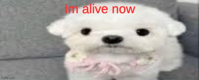 Dog stating | Im alive now | image tagged in dog stating | made w/ Imgflip meme maker