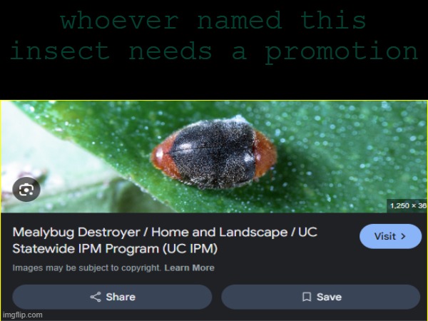 cryptolaemus montrouzieri | whoever named this insect needs a promotion | image tagged in insects,memes | made w/ Imgflip meme maker