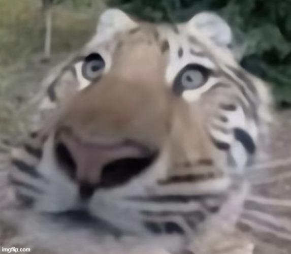 tigre | image tagged in tigre | made w/ Imgflip meme maker