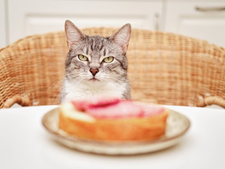 Cat with food Blank Meme Template