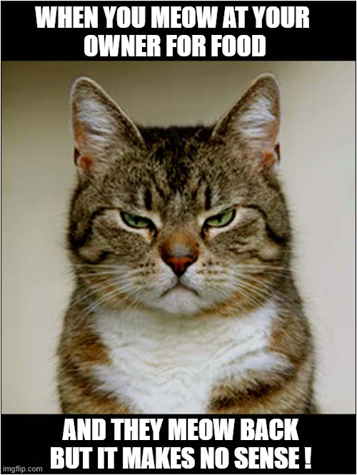 That Look You Give ... | WHEN YOU MEOW AT YOUR 
OWNER FOR FOOD; AND THEY MEOW BACK BUT IT MAKES NO SENSE ! | image tagged in cats,the look,meow,makes no sense | made w/ Imgflip meme maker