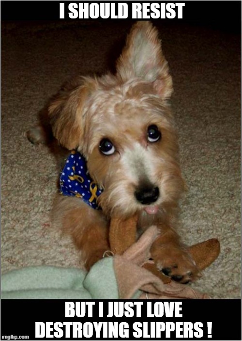 Puppy Destruction ! | I SHOULD RESIST; BUT I JUST LOVE DESTROYING SLIPPERS ! | image tagged in dogs,puppy,slippers,destruction | made w/ Imgflip meme maker