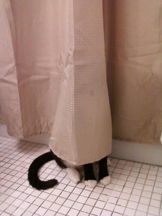 Cat hiding behind curtain Blank Meme Template