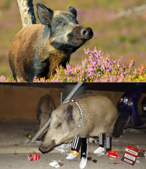 Hometown 10 VS Exotic 10 Blank Meme Template