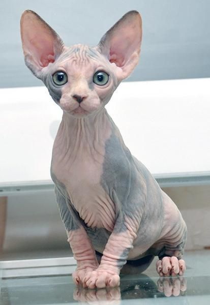 Sphynx kitten Blank Meme Template