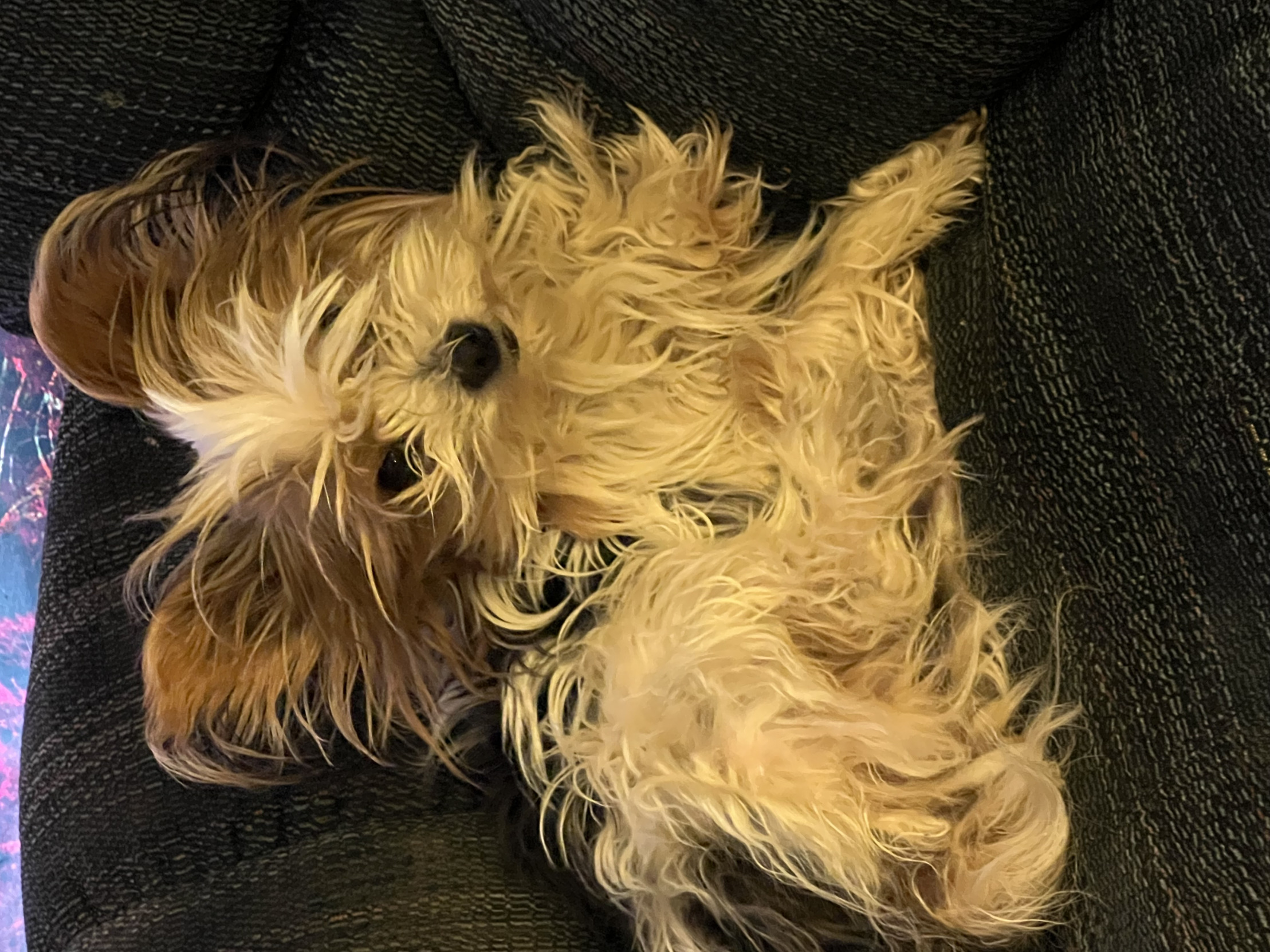 Lucky Blank Meme Template