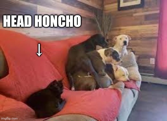 Cat and dogs in sofa | HEAD HONCHO; ↓ | image tagged in cat and dogs in sofa | made w/ Imgflip meme maker