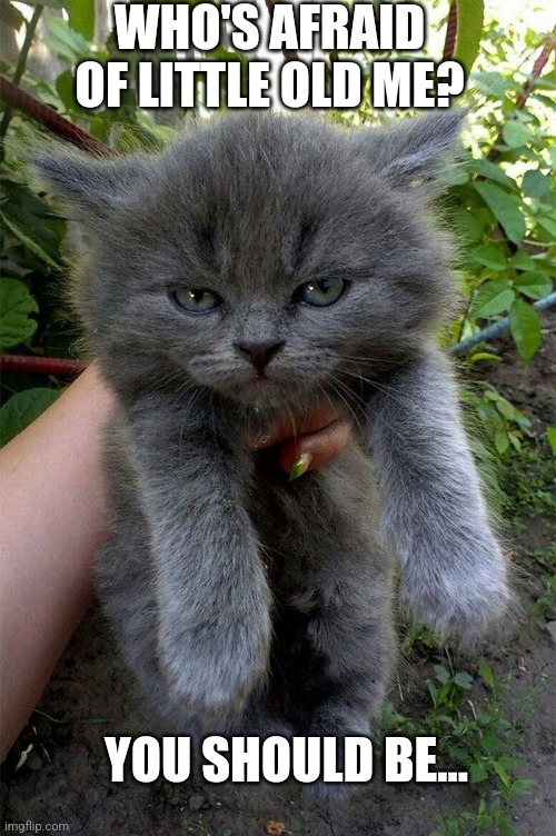 Angry kitten | WHO'S AFRAID OF LITTLE OLD ME? YOU SHOULD BE... | image tagged in angry kitten | made w/ Imgflip meme maker
