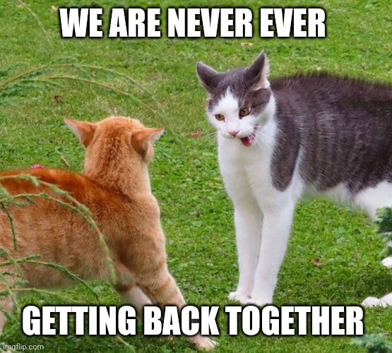 Angry cats | WE ARE NEVER EVER; GETTING BACK TOGETHER | image tagged in angry cats | made w/ Imgflip meme maker