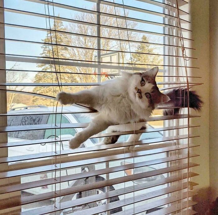 Cat in blinds Blank Meme Template