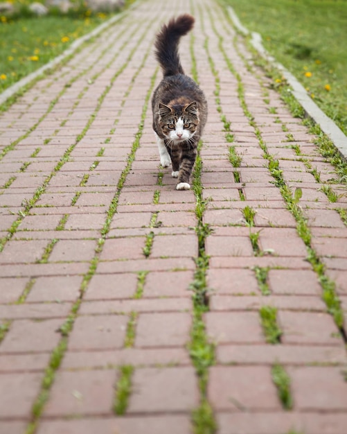 Cat walking Blank Meme Template