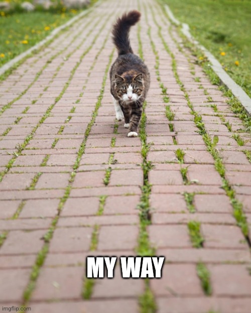 Cat walking | MY WAY | image tagged in cat walking | made w/ Imgflip meme maker