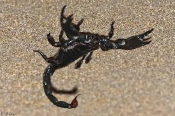Scorpions | image tagged in scorpions | made w/ Imgflip meme maker