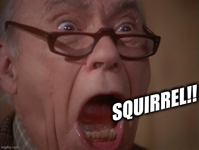 Squirrel Blank Meme Template