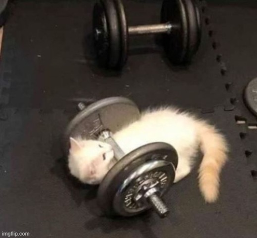 cat working out | image tagged in cat working out | made w/ Imgflip meme maker