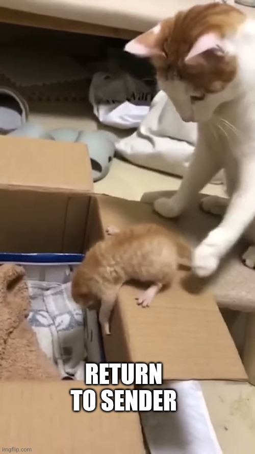 Cat shoves kitten into box | RETURN TO SENDER | image tagged in cat shoves kitten into box | made w/ Imgflip meme maker