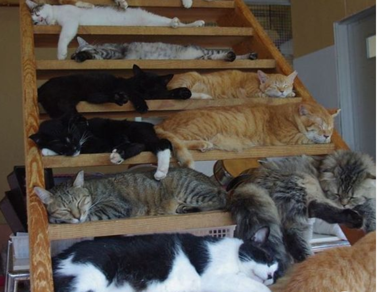 Cats in stairway Blank Meme Template