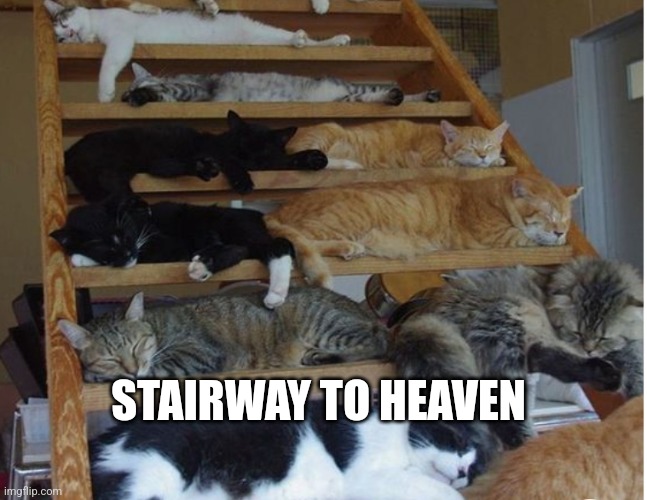 Cats in stairway | STAIRWAY TO HEAVEN | image tagged in cats in stairway | made w/ Imgflip meme maker