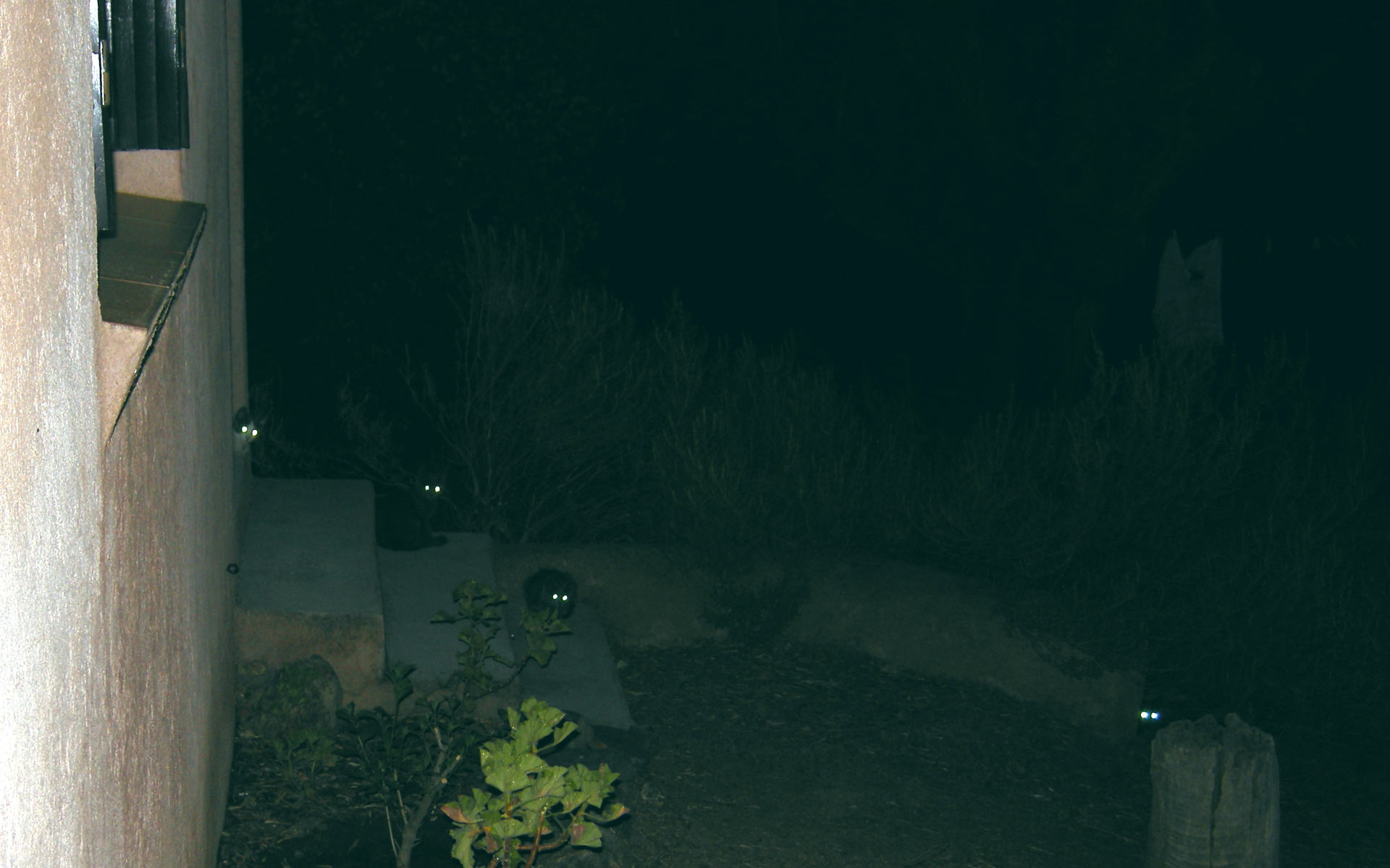 Cat eyes in the night Blank Meme Template