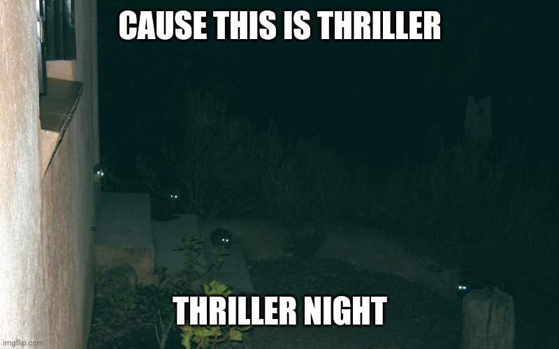 Cat eyes in the night | CAUSE THIS IS THRILLER; THRILLER NIGHT | image tagged in cat eyes in the night | made w/ Imgflip meme maker