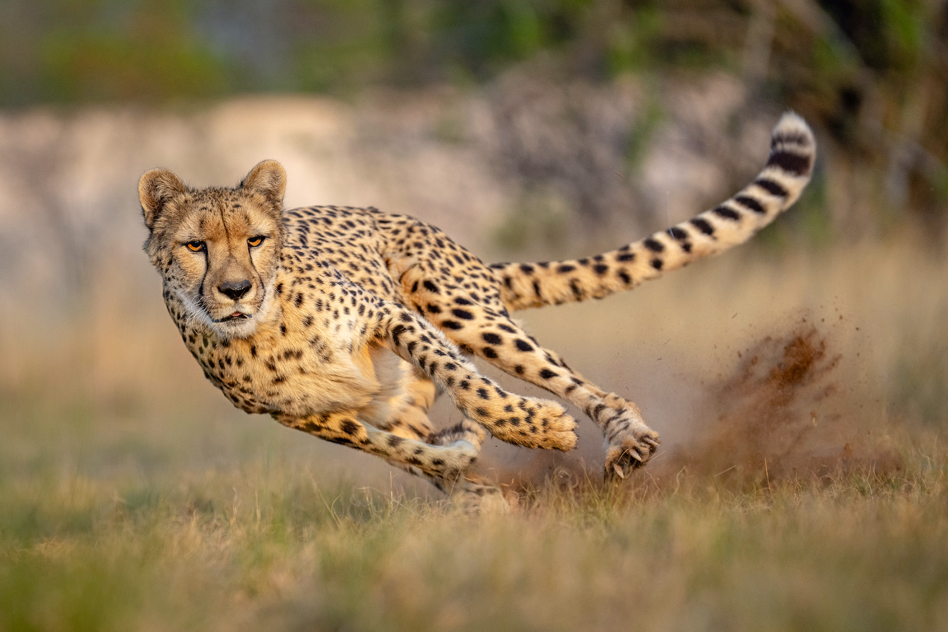 Cheetah Blank Meme Template