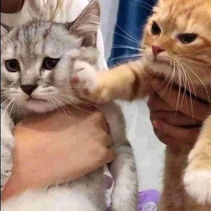Cat slap Blank Meme Template