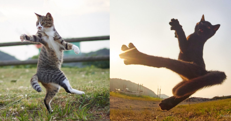 Kung Fu cats Blank Meme Template