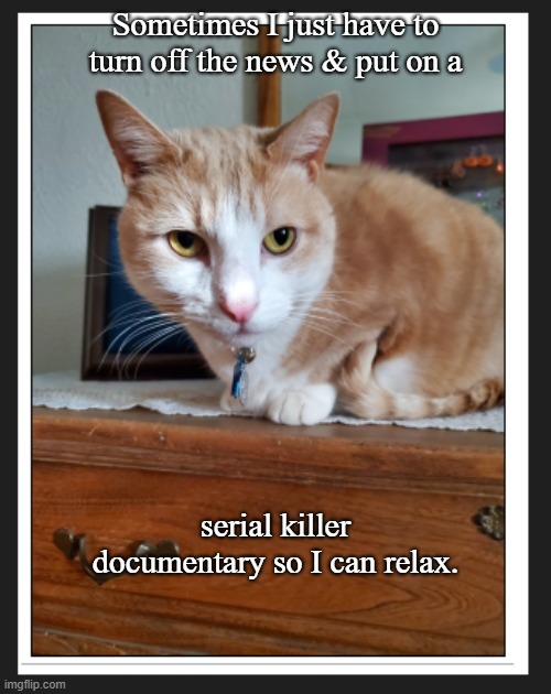 crabby cat | Sometimes I just have to turn off the news & put on a; serial killer documentary so I can relax. | image tagged in cats | made w/ Imgflip meme maker