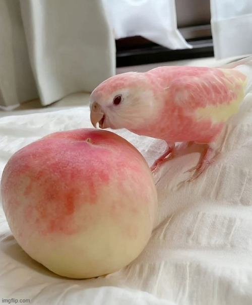 image tagged in birb | made w/ Imgflip meme maker