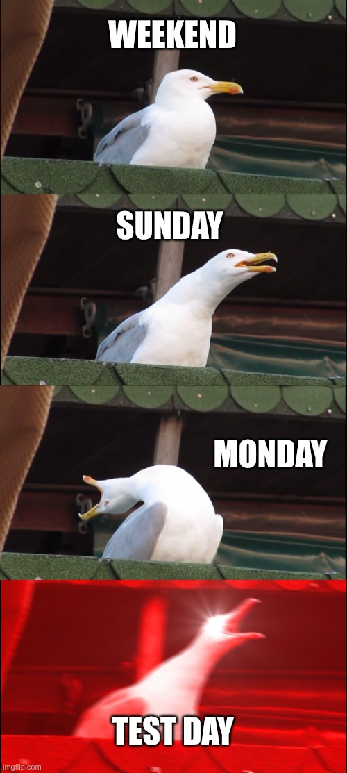 Inhaling Seagull | WEEKEND; SUNDAY; MONDAY; TEST DAY | image tagged in memes,inhaling seagull | made w/ Imgflip meme maker