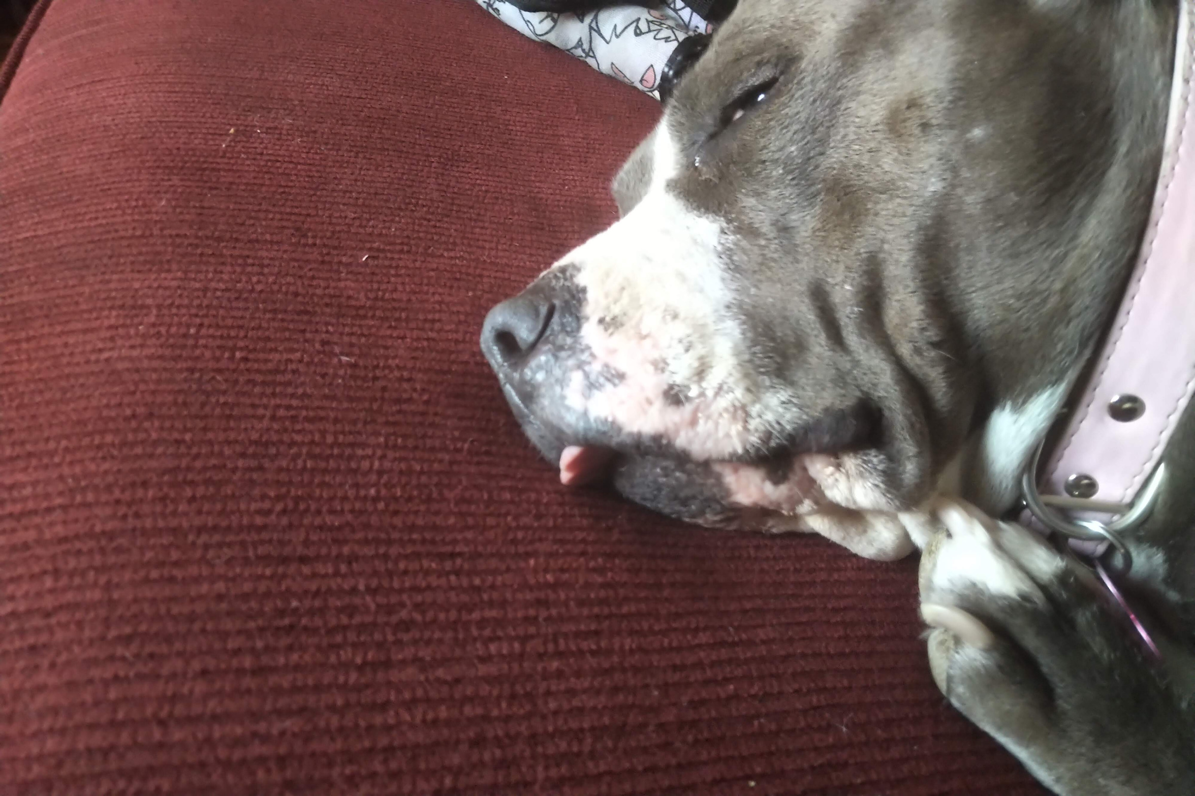 Tired Dod Blank Meme Template